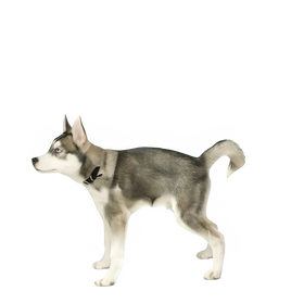Washable Waterproof Pet Training Mat Reusable Leakproof Pad
