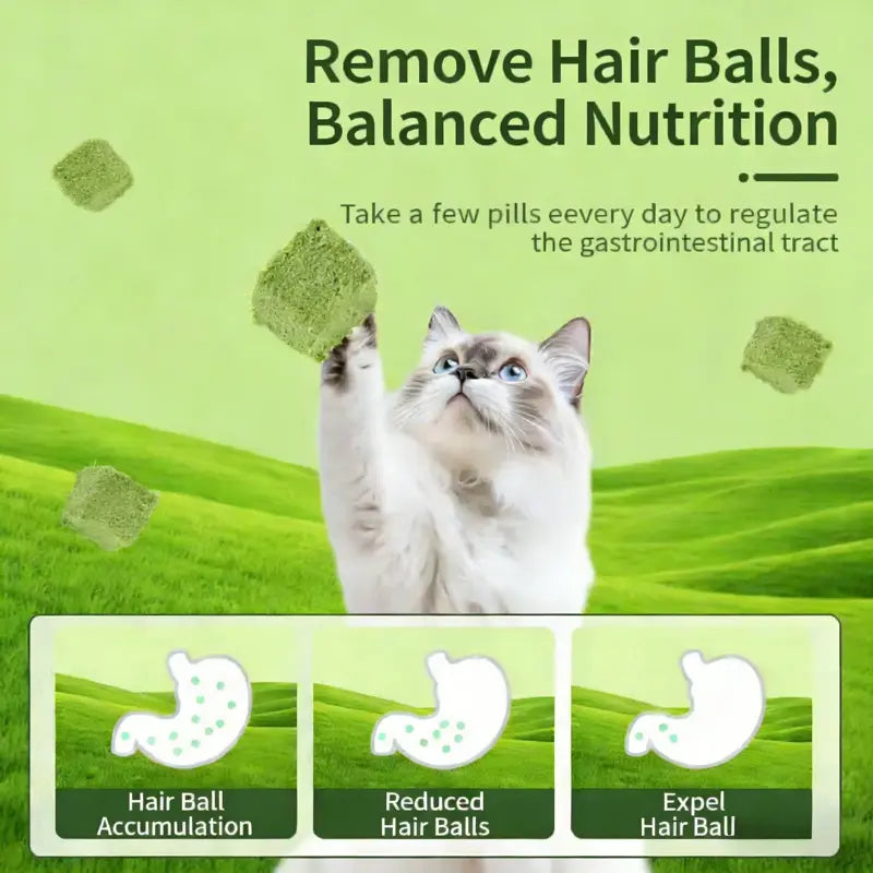 70G Cat Grass Treats with Natural Salmon, Hairball & Dental Care, Healthy Catnip Biscuits for Training & Daily Snacks